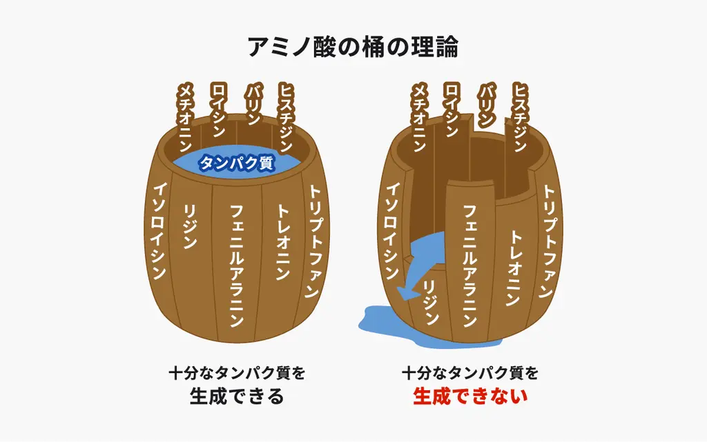 アミノ酸の桶理論