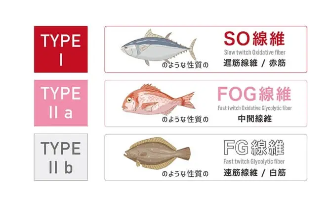 筋肉の種類と特徴