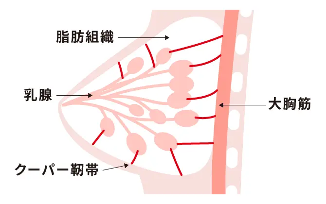 バストの構造
