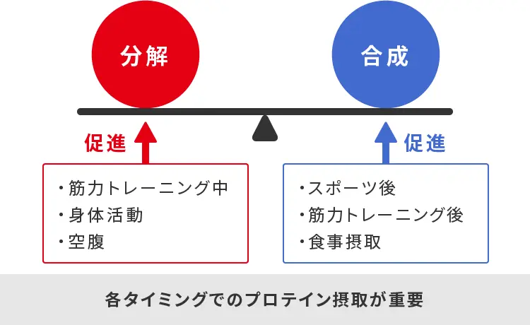 筋分解と合成