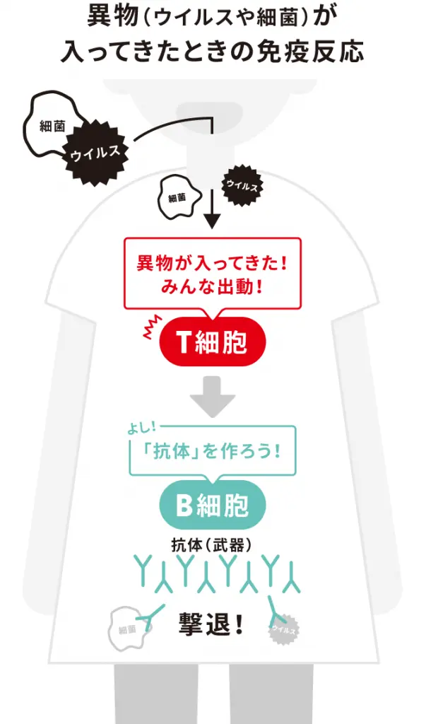 遺物が入ってきたときの免疫反応