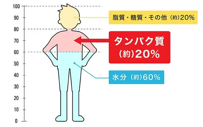 ヒトの体の構成比