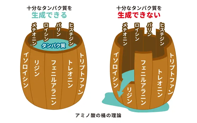 アミノ酸の桶の理論