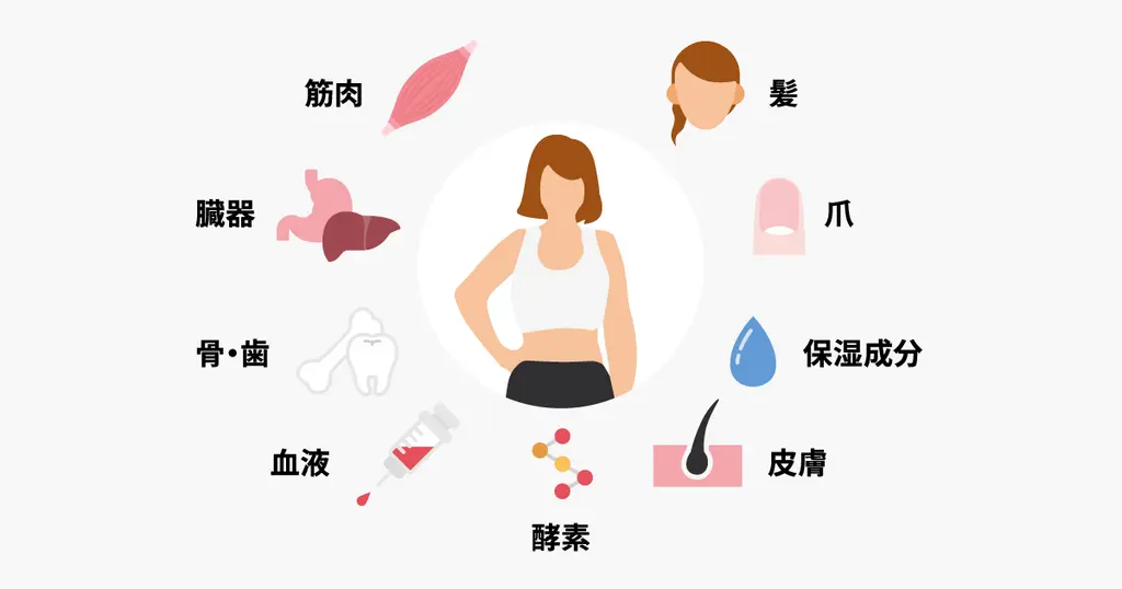 タンパク質（アミノ酸）によって構成される組織