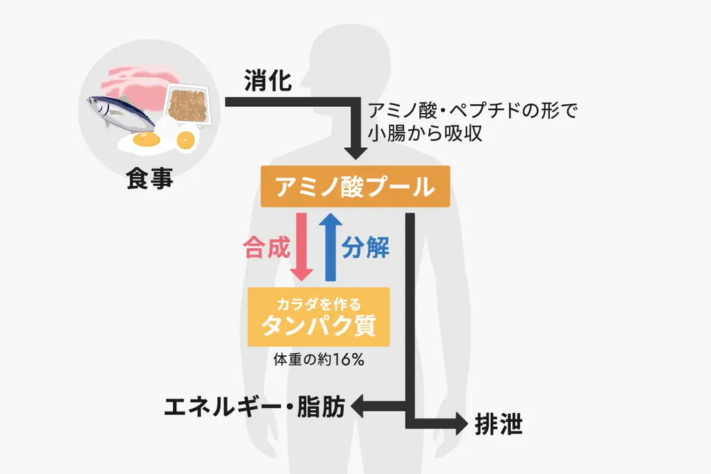 新陳代謝