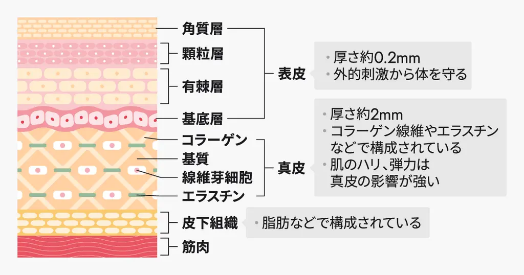 皮膚の構造とはたらき
