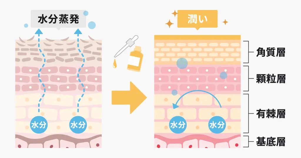 スキンケアと角質層でのアミノ酸の役割