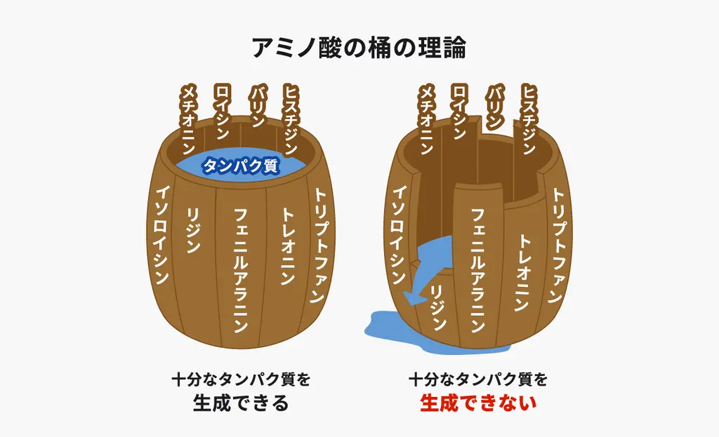 アミノ酸の桶の理論