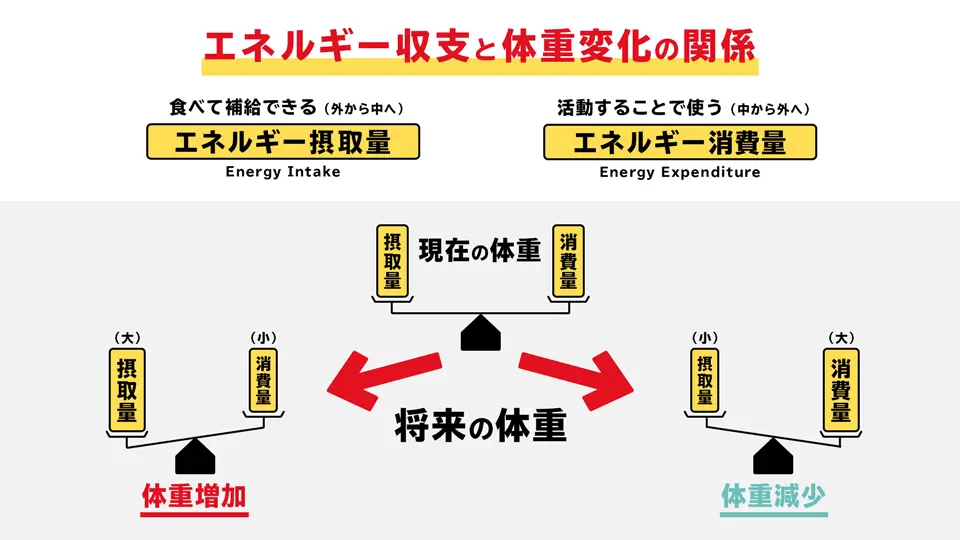 エネルギー収支と体重変化の関係