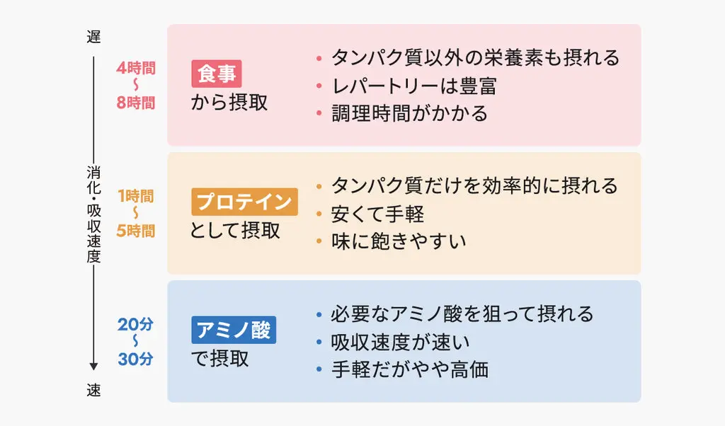 タンパク質の摂取方法の違い