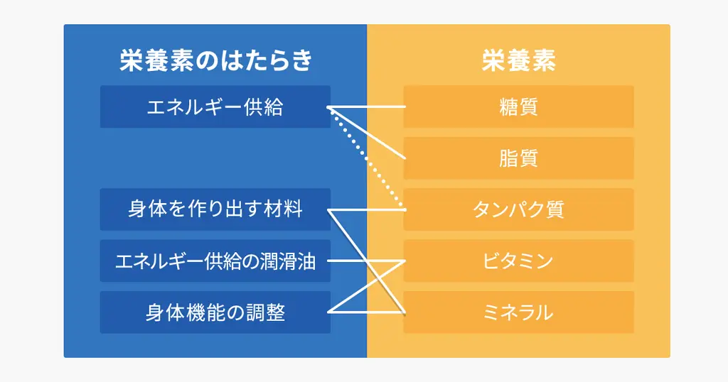 五大栄養素とその主な働き
