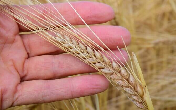 押し麦の栄養価