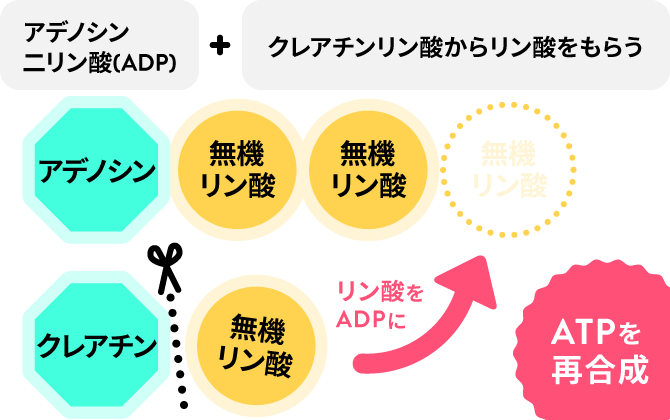 ATPの説明