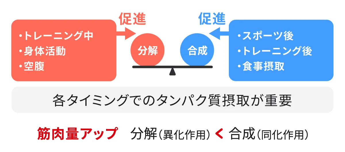 筋肉の分解と合成イメージ