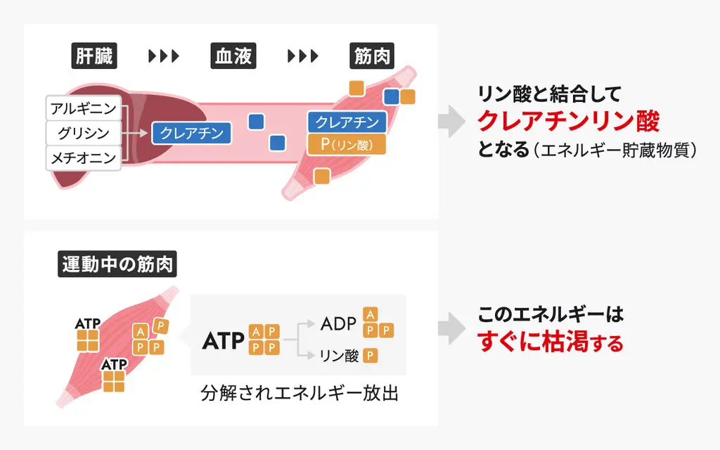 クレアチンはリン酸と結合してクレアチンリン酸(エネルギー貯蔵物質)となる。しかしこのエネルギーはすぐに枯渇する。