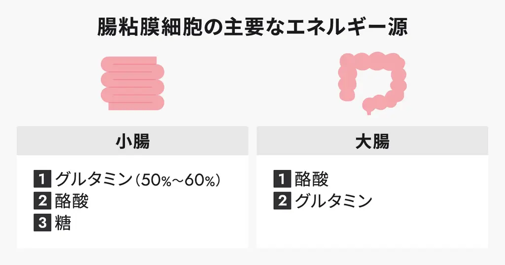 腸粘膜細胞の主要なエネルギー源
